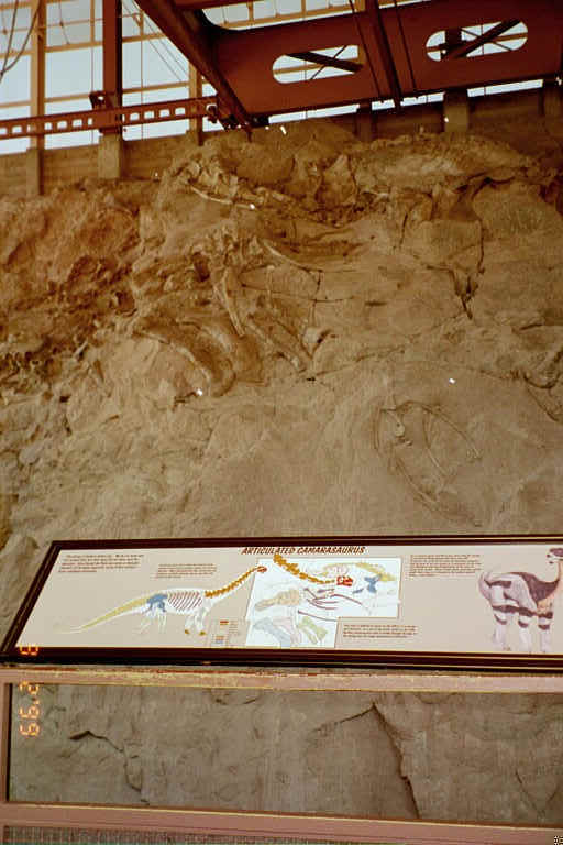 Fossile Wall, with Graphic showing reconstructed Dinosau